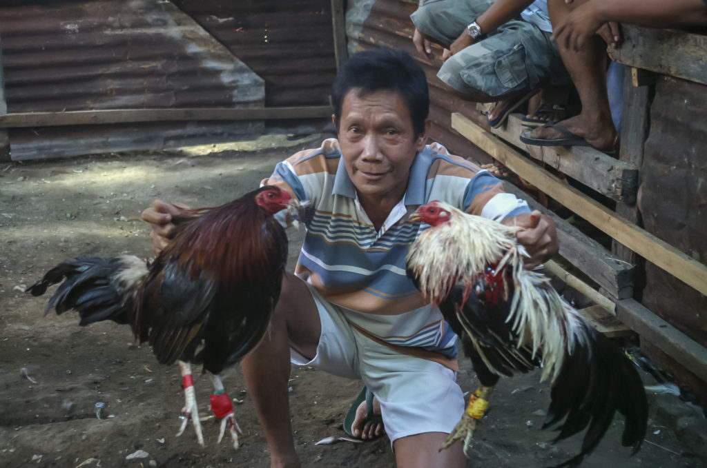 Kehebatan ayam pilihan