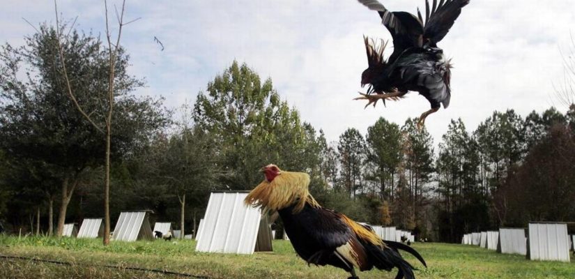 Sabung Ayam Dan Tips Menang Dengan Mudah