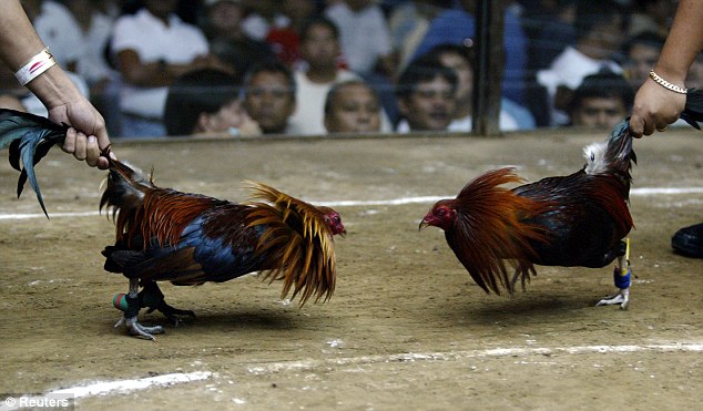 Jenis Taruhan Sabung Ayam Sv388