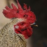 Taruhan Sabung Ayam Sv388