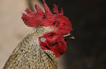 Taruhan Sabung Ayam Sv388 Kian Diminati Masyarakat Saat Ini