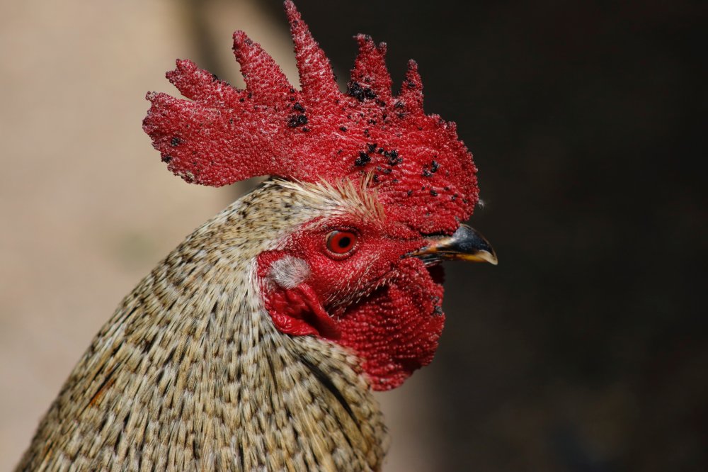 Taruhan Sabung Ayam Sv388 Kian Diminati Masyarakat Saat Ini