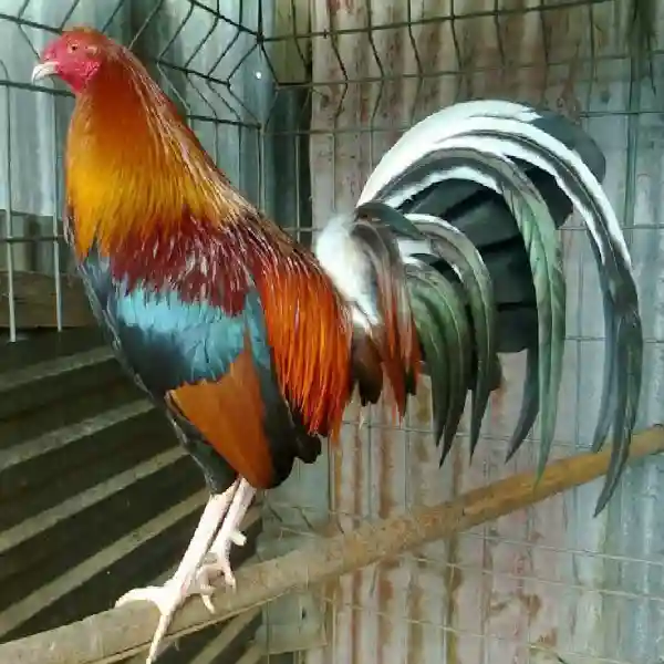 Review Update Terbaru S128S: Apa yang Beda dan Lebih Baik?